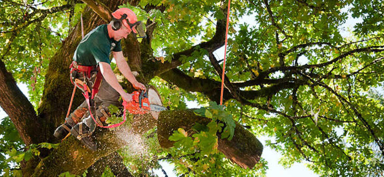 tree service San Francisco